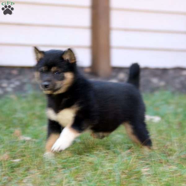 Cassie, Shiba Inu Puppy