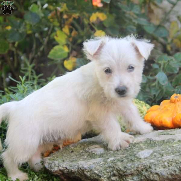 Carter, West Highland Terrier Puppy