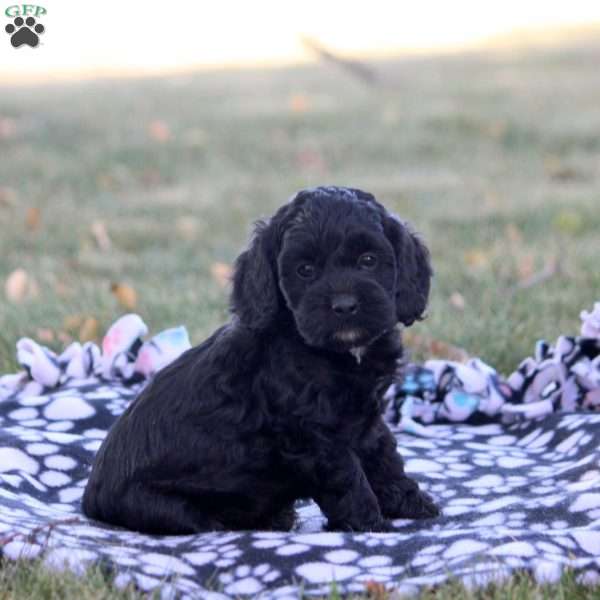 Cathy, Cockapoo Puppy