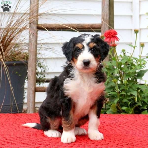 Cathy, Bernedoodle Puppy