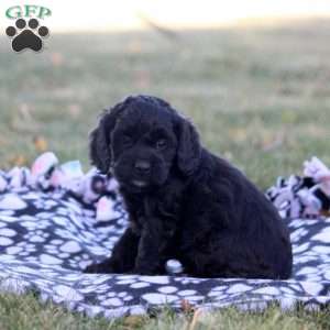 Cathy, Cockapoo Puppy