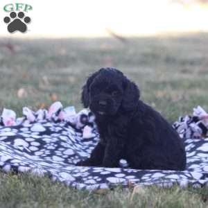 Cathy, Cockapoo Puppy