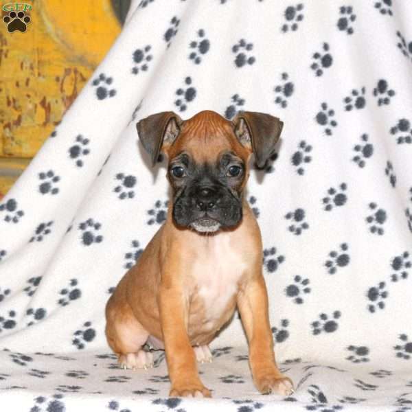 Catnip, Boxer Puppy