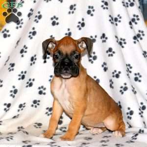 Catnip, Boxer Puppy