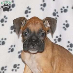 Catnip, Boxer Puppy