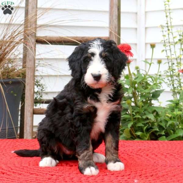 Cayla, Bernedoodle Puppy