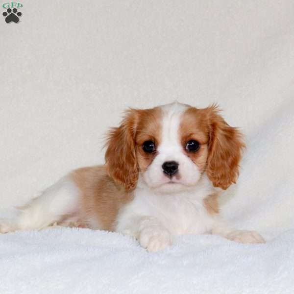 Cayla, Cavalier King Charles Spaniel Puppy