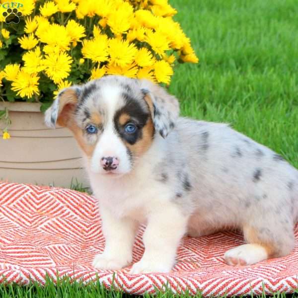 Cayla, Pembroke Welsh Corgi Puppy