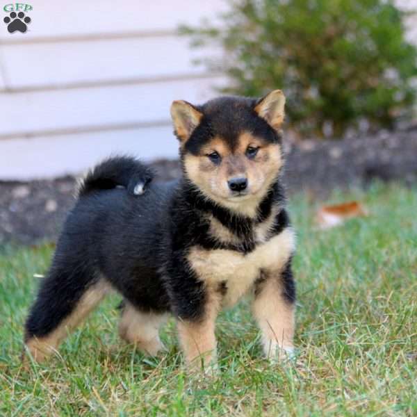 Cayson, Shiba Inu Puppy