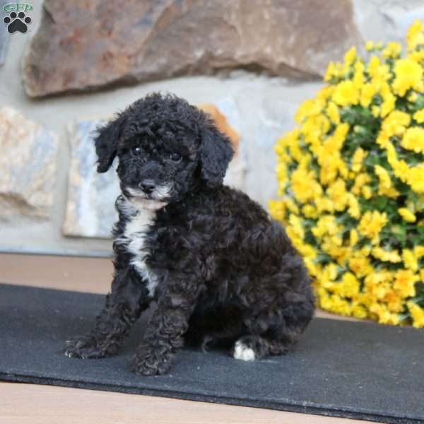 Cayson, Miniature Poodle Puppy