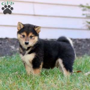 Cayson, Shiba Inu Puppy