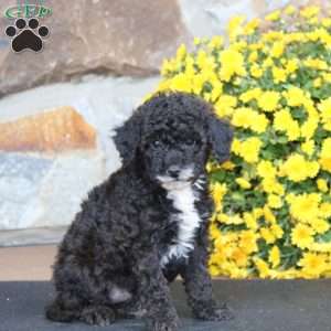 Cayson, Miniature Poodle Puppy