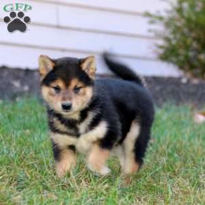 Cayson, Shiba Inu Puppy