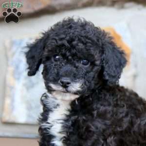 Cayson, Miniature Poodle Puppy