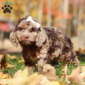 Cecilia, Cockapoo Puppy