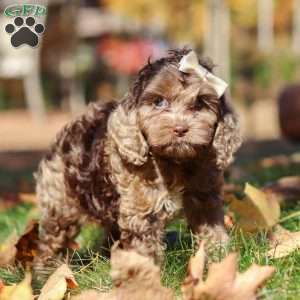 Cecilia, Cockapoo Puppy