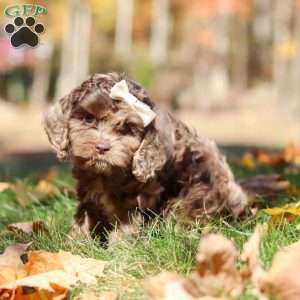 Cecilia, Cockapoo Puppy