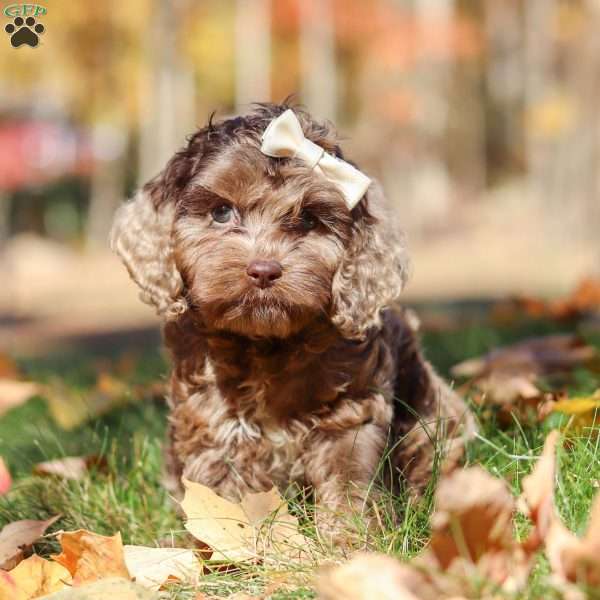 Cecilia, Cockapoo Puppy