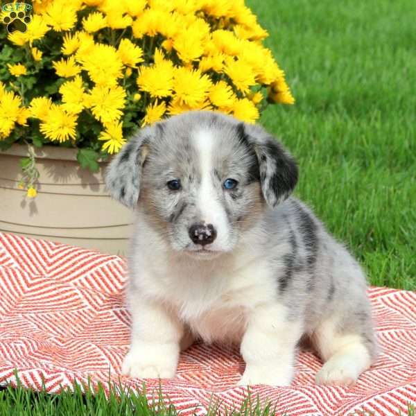 Chad, Pembroke Welsh Corgi Puppy