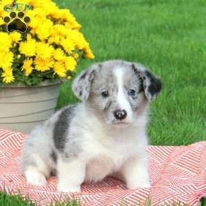 Chad, Pembroke Welsh Corgi Puppy