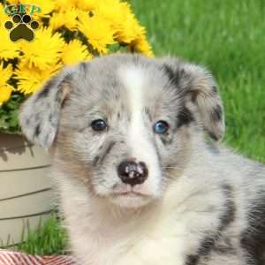 Chad, Pembroke Welsh Corgi Puppy