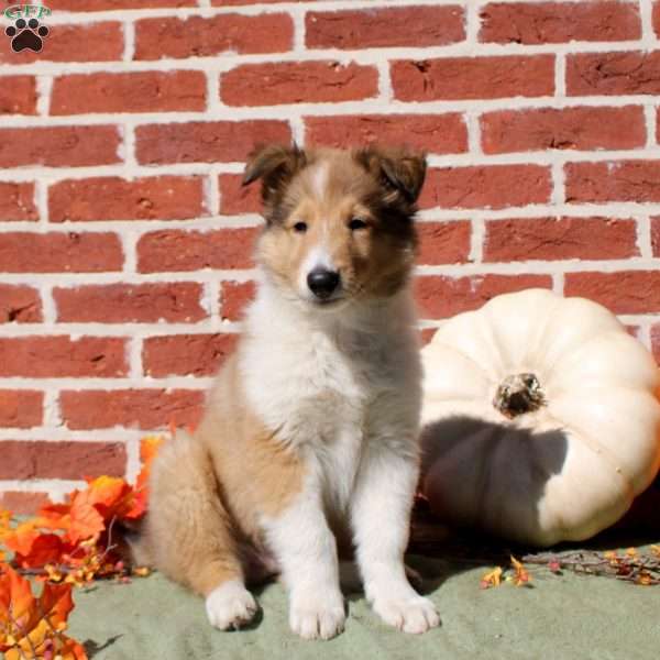 Champ, Collie Puppy