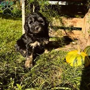 Champ, Mini Goldendoodle Puppy