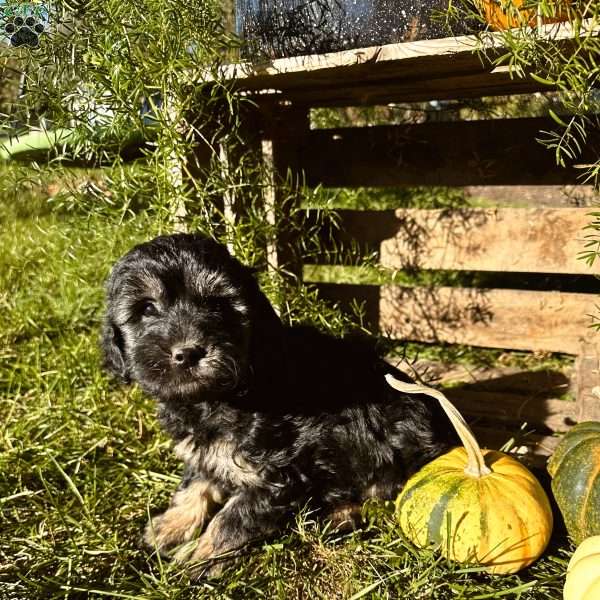 Champ, Mini Goldendoodle Puppy