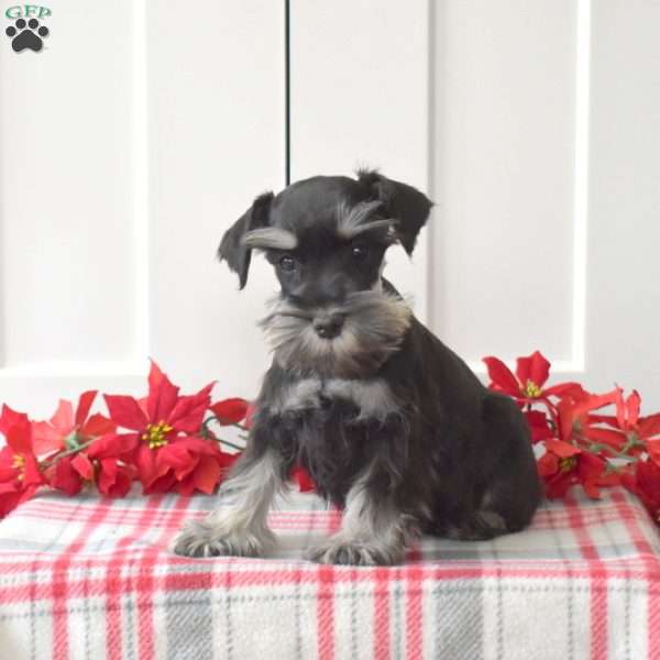 Charity, Miniature Schnauzer Puppy