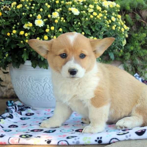 Charity, Pembroke Welsh Corgi Puppy