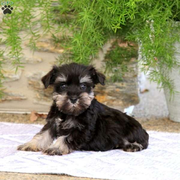 Charity, Miniature Schnauzer Puppy