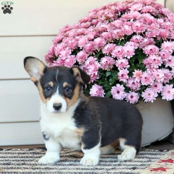 Charity, Pembroke Welsh Corgi Puppy