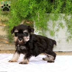 Charity, Miniature Schnauzer Puppy