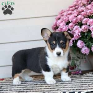 Charity, Pembroke Welsh Corgi Puppy