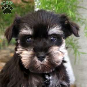 Charity, Miniature Schnauzer Puppy