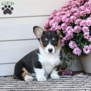 Charity, Pembroke Welsh Corgi Puppy