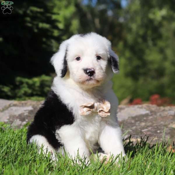 Charlie, Sheepadoodle Puppy