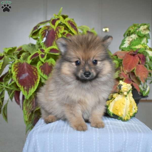 Charlie, Pomeranian Puppy