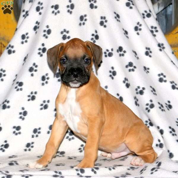 Charlie, Boxer Puppy