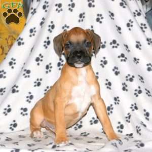 Charlie, Boxer Puppy