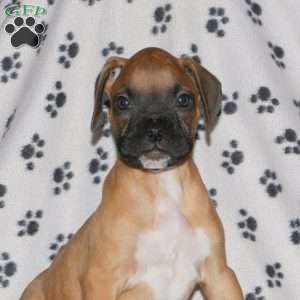 Charlie, Boxer Puppy