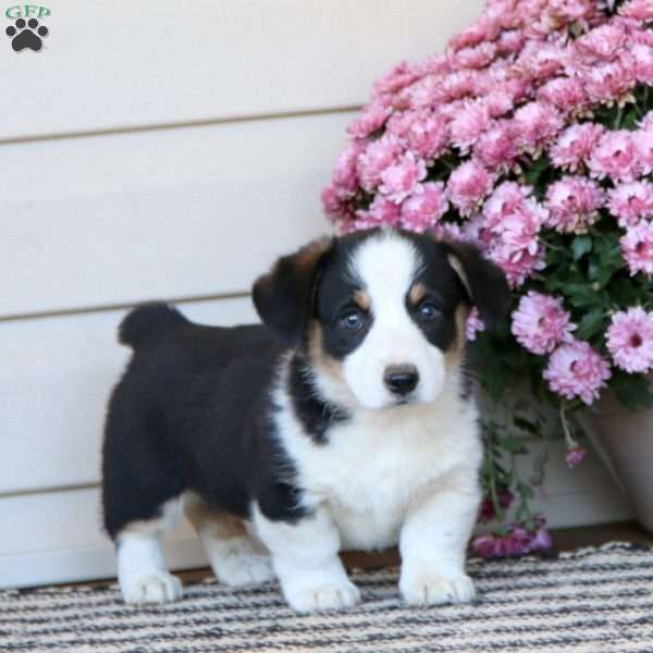 Charlie, Pembroke Welsh Corgi Puppy