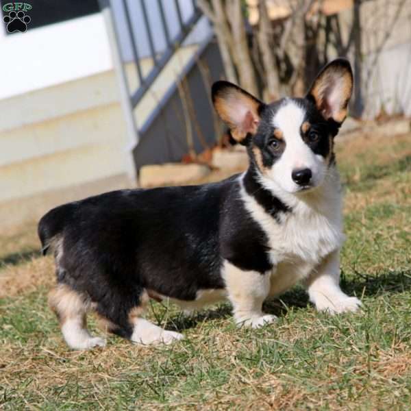 Charlie, Pembroke Welsh Corgi Puppy