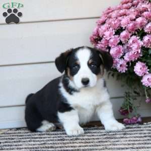 Charlie, Pembroke Welsh Corgi Puppy