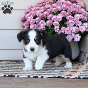 Charlie, Pembroke Welsh Corgi Puppy