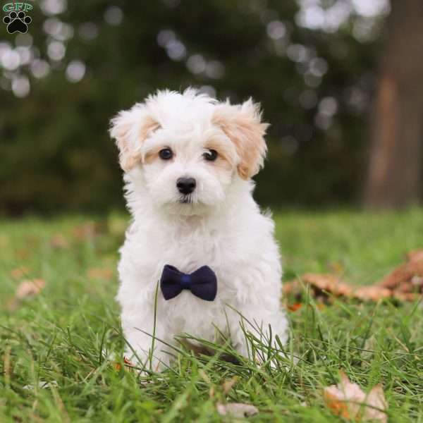 Charlie, Maltipoo Puppy