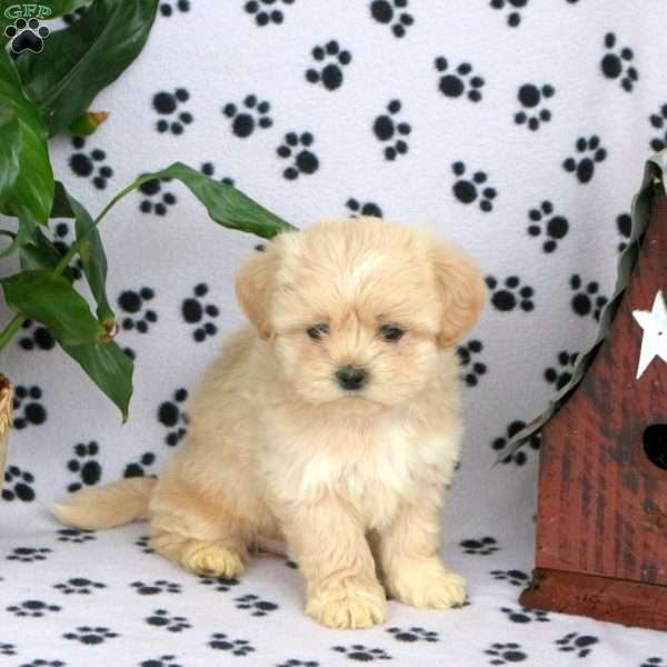 Charm, Teddy Bear Puppy