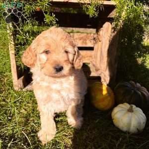 Chase, Mini Goldendoodle Puppy