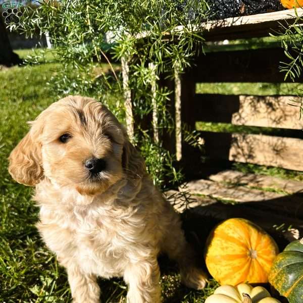 Chase, Mini Goldendoodle Puppy