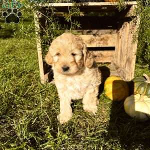 Chase, Mini Goldendoodle Puppy